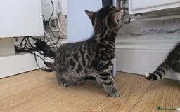 Bengal cats for sale:  Bengal with long haired blk & white kittens - Image 37