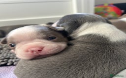 Boston Terrier dogs for sale: Stunning KC registered litter - Image 17