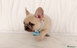 French Bulldog dogs for sale: Stunning platinum and lilac fawn boys and girls - Image 23