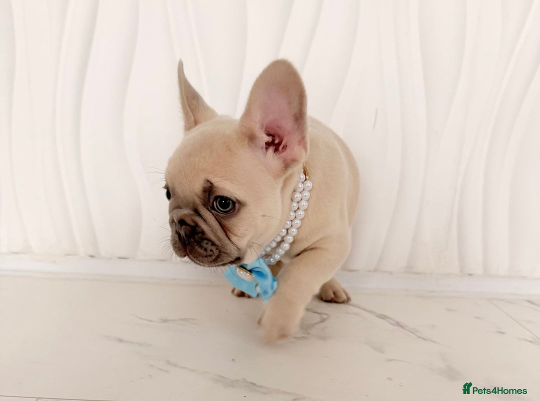French Bulldog dogs for sale: Stunning platinum and lilac fawn boys and girls - Image 23