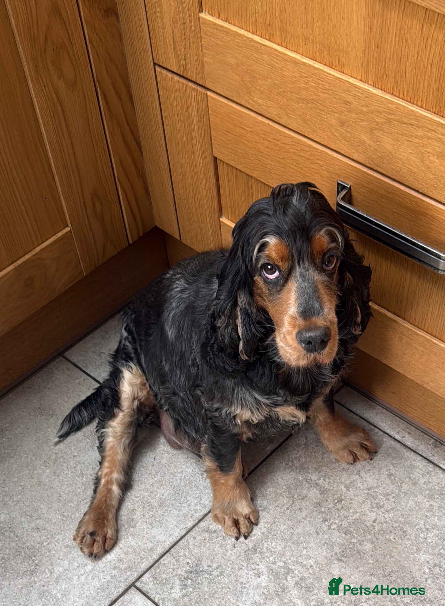 Cocker Spaniel dogs Kc reg Cocker Spaniel puppies - Advert 2