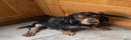 Cocker Spaniel dogs for sale: Kc reg Cocker Spaniel puppies - Advert 22