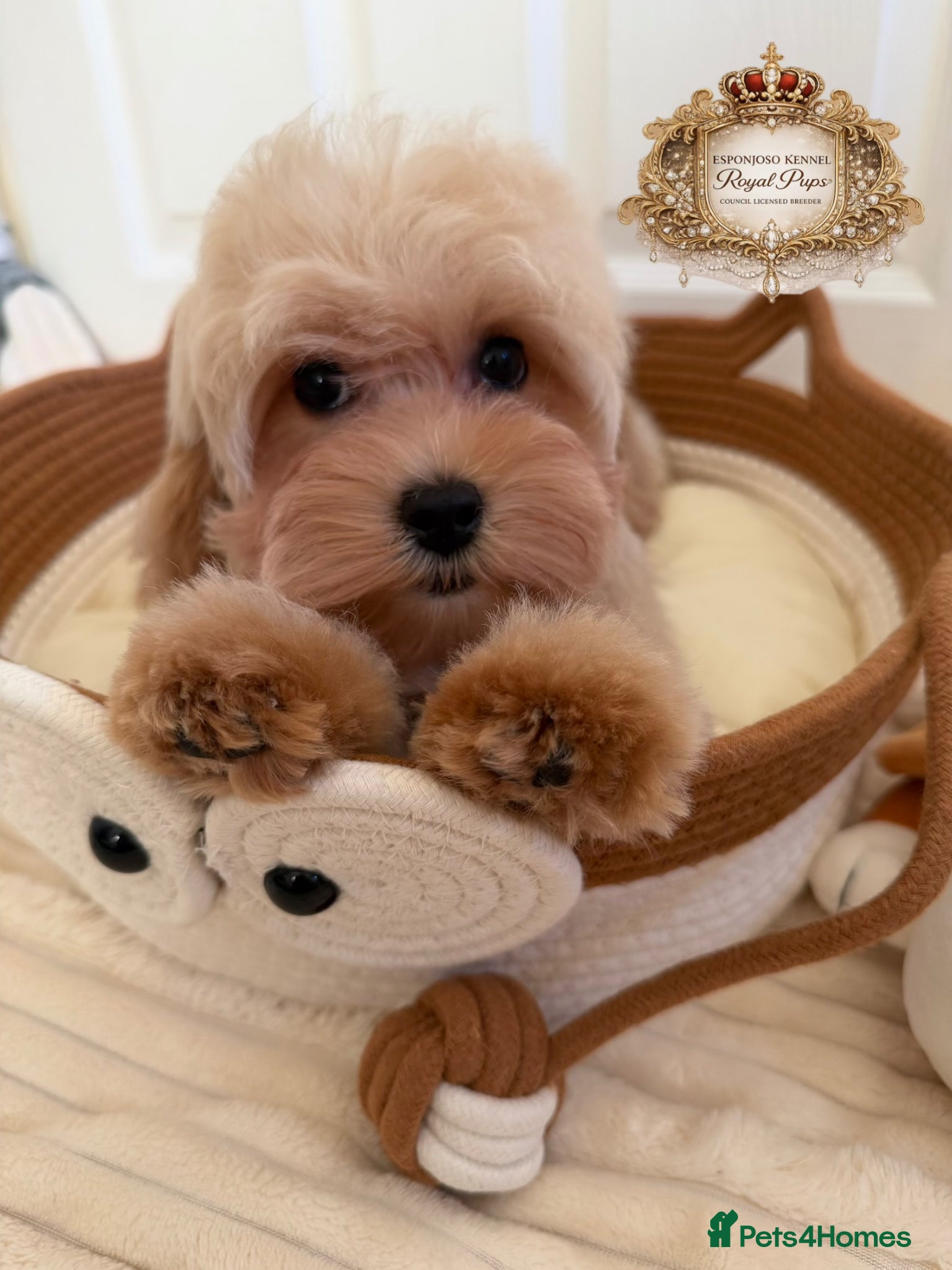 Maltipoo dogs ✨Exquisite F1 tiny Asian maltipoo Champion blood✨ - Advert 4