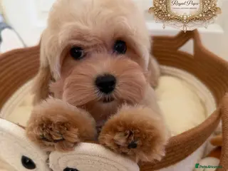Maltipoo dogs ✨Exquisite F1 tiny Asian maltipoo Champion blood✨ - Advert 4