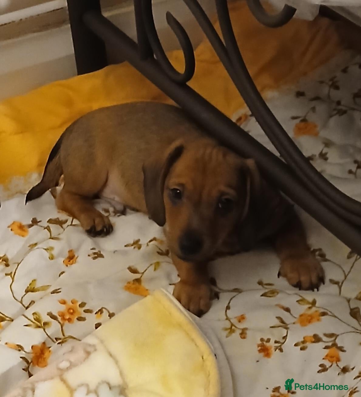Jackshund dogs Male puppy - Advert 2