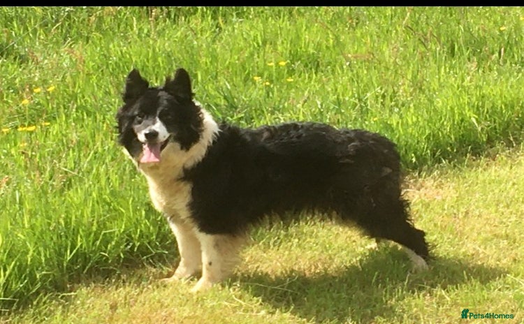 Border Collie dogs - Advert 1