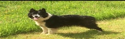 Border Collie dogs for sale: Border Collie Puppies  - Advert 2