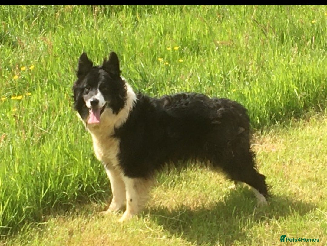 Border Collie dogs for sale: Border Collie Puppies  - Advert 2
