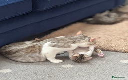 Bengal cats for sale: Bengal kittens  - Image 15