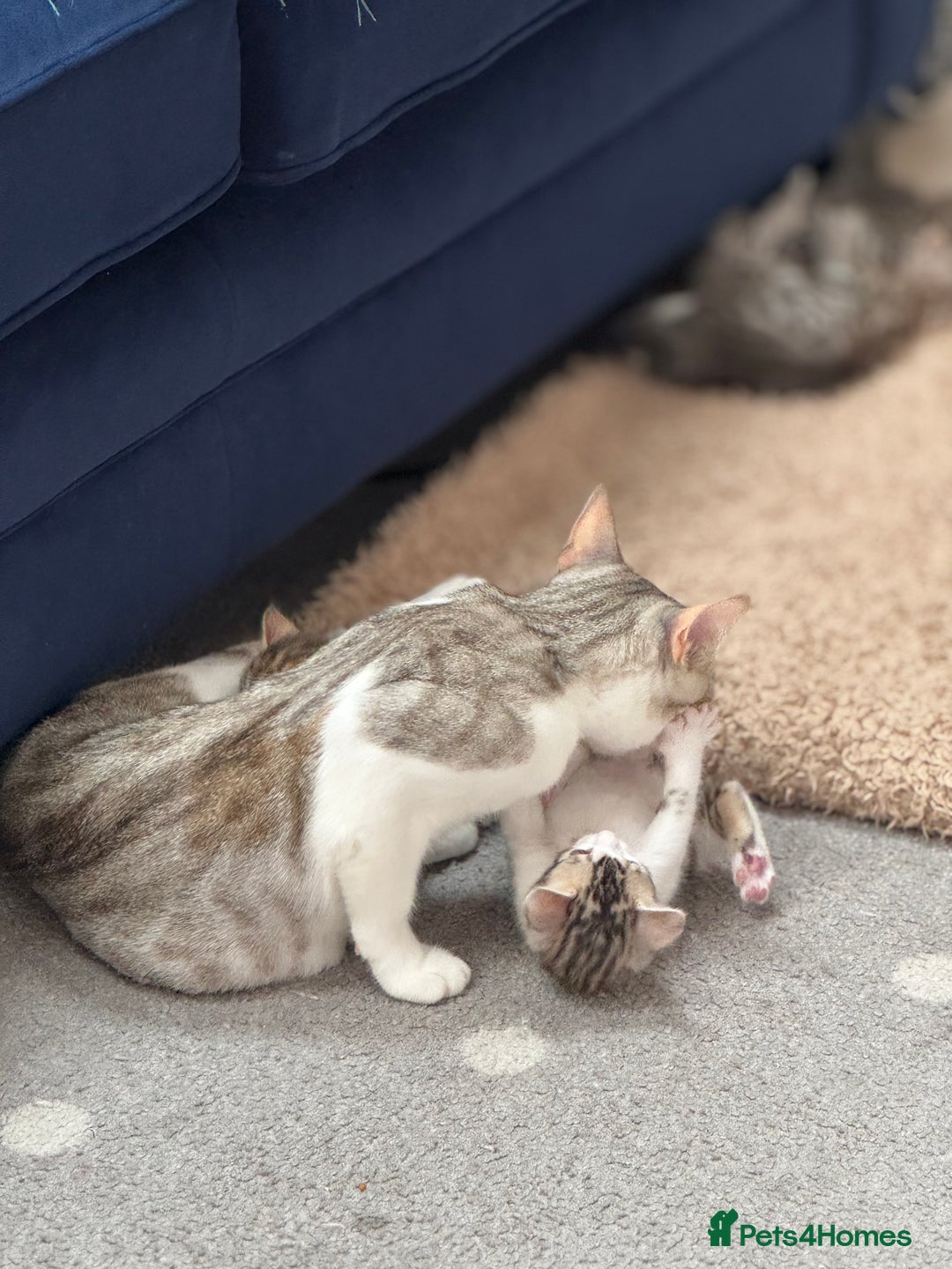 Bengal cats for sale: Bengal kittens  - Image 15