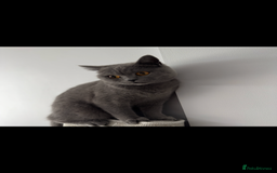 British Shorthair cats for sale: British shorthair Female  - Image 1