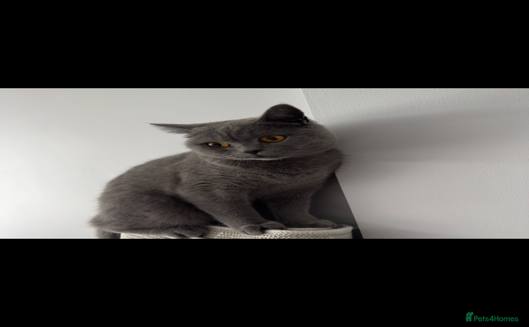 British Shorthair cats - Advert 1