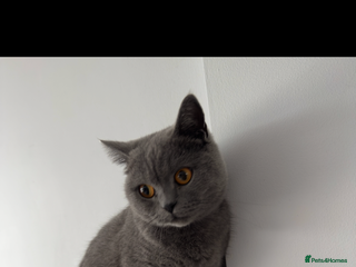 British Shorthair cats - Advert 19