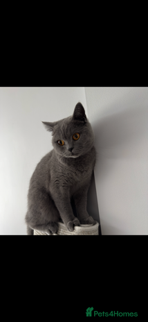 British Shorthair cats - Advert 9