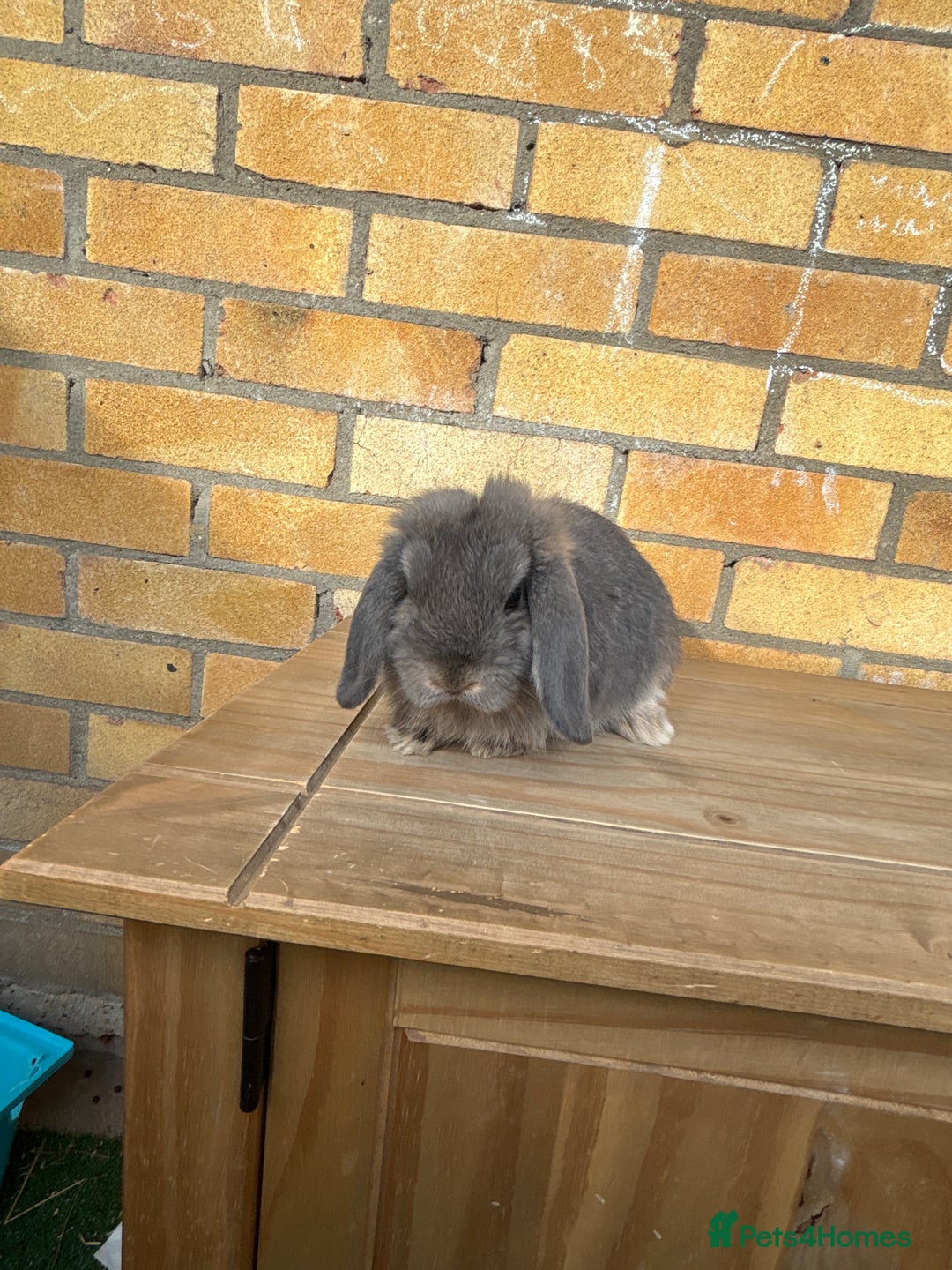 Mini Lop rabbits for sale: 2 Mini lop  - Image 6