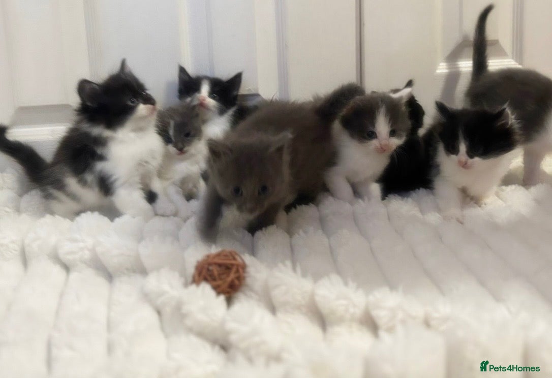 Mixed Breed cats 6 Fluffy kittens left - Advert 15