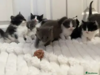 Mixed Breed cats 6 Fluffy kittens left - Advert 15