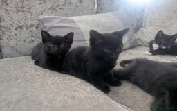 Mixed Breed cats for sale: Stunning black and ghost/black tabby kittens - Image 5