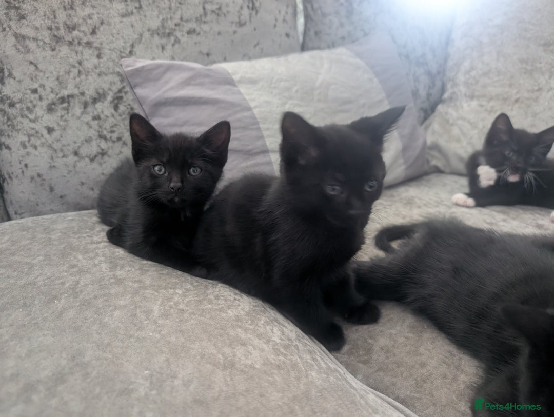 Mixed Breed cats for sale: Stunning black and ghost/black tabby kittens - Image 5