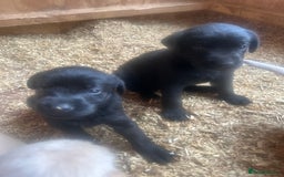 Mixed Breed dogs for sale: 3/4 Labrador 1/4 German wired hair pointer  - Image 13