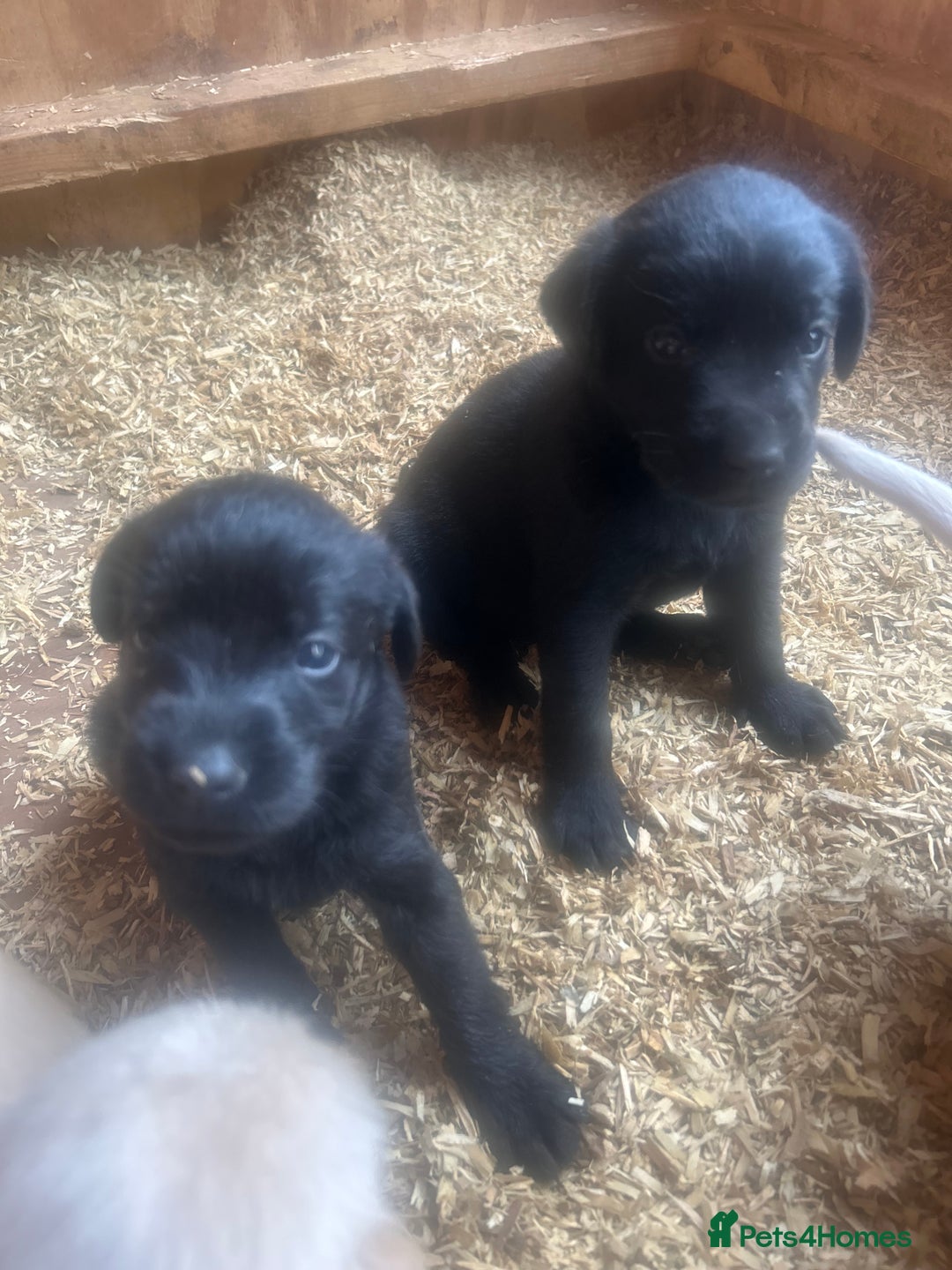Mixed Breed dogs for sale: 3/4 Labrador 1/4 German wired hair pointer  - Image 13