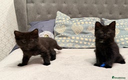 Mixed Breed cats for sale: Two gorgeous kittens looking for a loving home  - Image 11