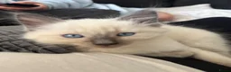 Ragdoll cats for sale: Beautiful little ragdoll boy  in Lancaster - Advert 3