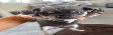 Chihuahua Puppy 1