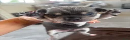 Chihuahua dogs for sale: CHIHUAHUA BEAUTIFUL PUPS READY 20TH JUNE - Advert 4