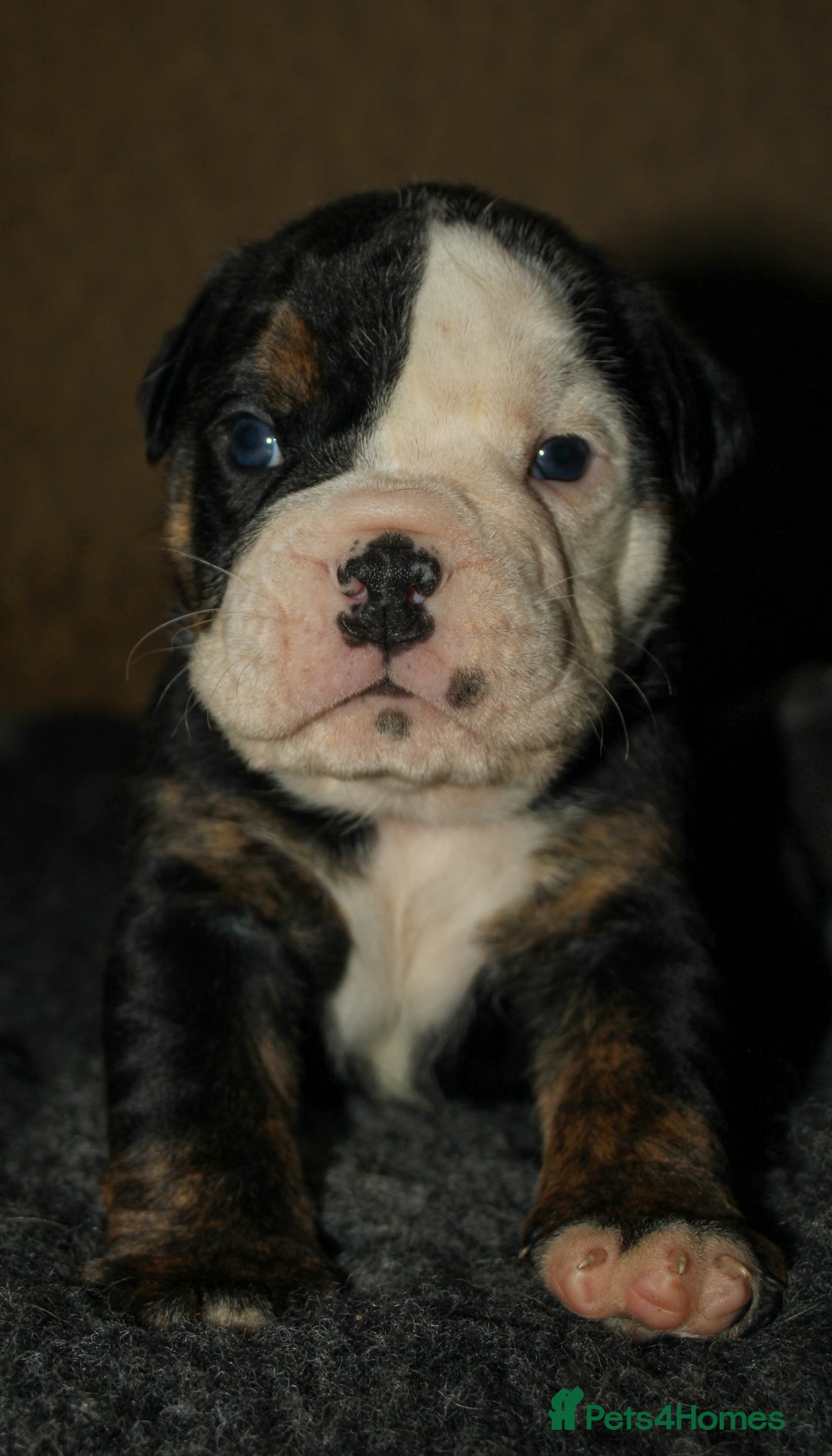 Olde English Bulldogge dogs for sale: Olde English Bulldog puppies - Image 12