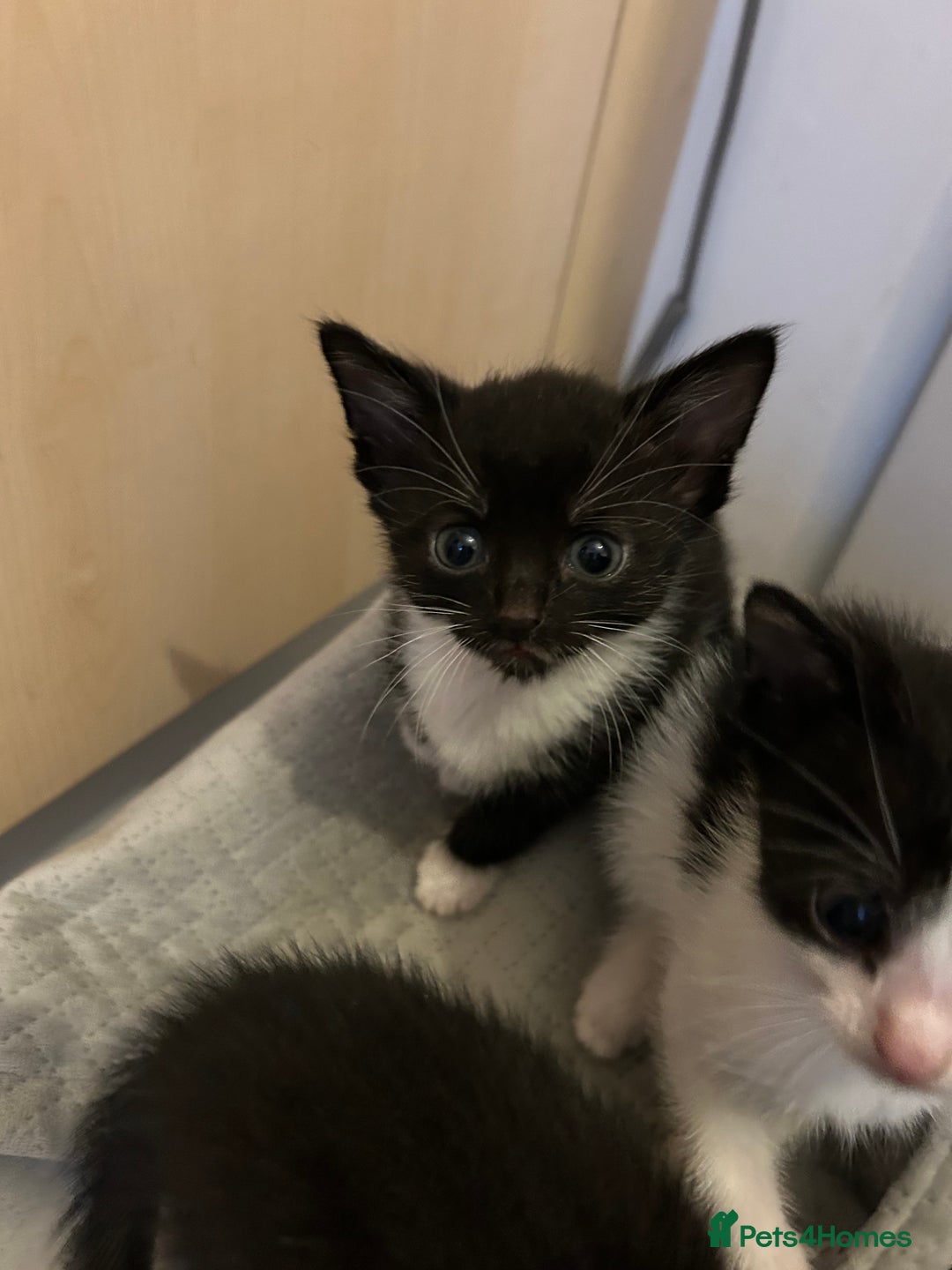 Mixed Breed cats for sale: Tuxedo kittens for sale - Image 3