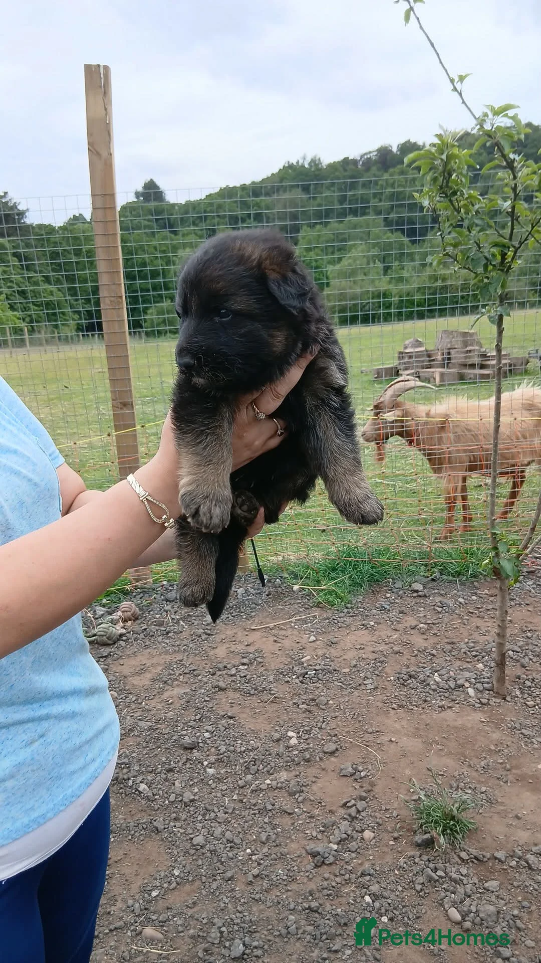 German Shepherd dogs for sale: Fuffy long-haired german shephard puppy  - Advert 24