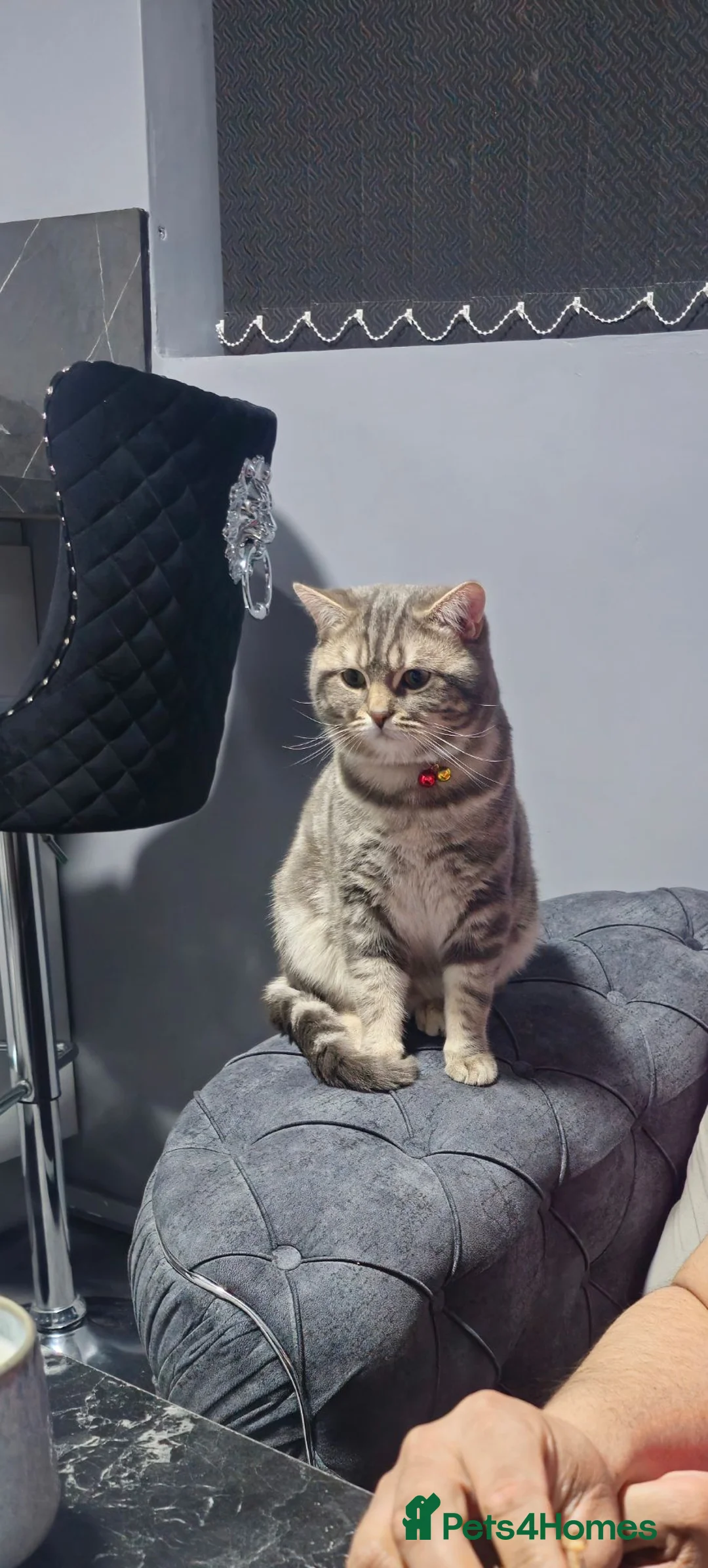 British Shorthair cats for sale: Tiger  in Bradford - Advert 1