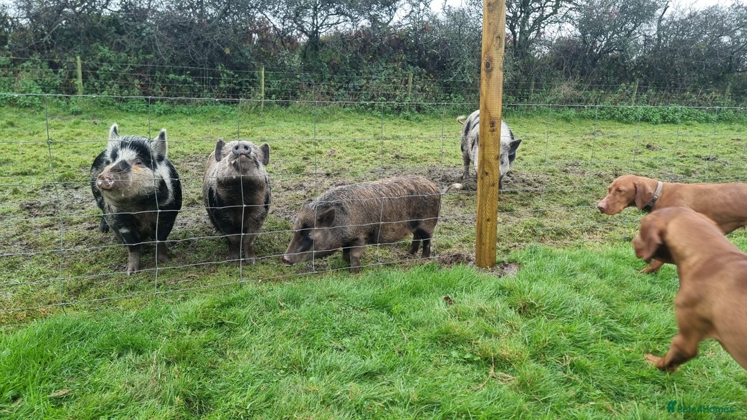 Pig livestock for sale: Minature Pigs (7/8 Juliana) - Advert 15