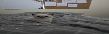 Ragdoll 2