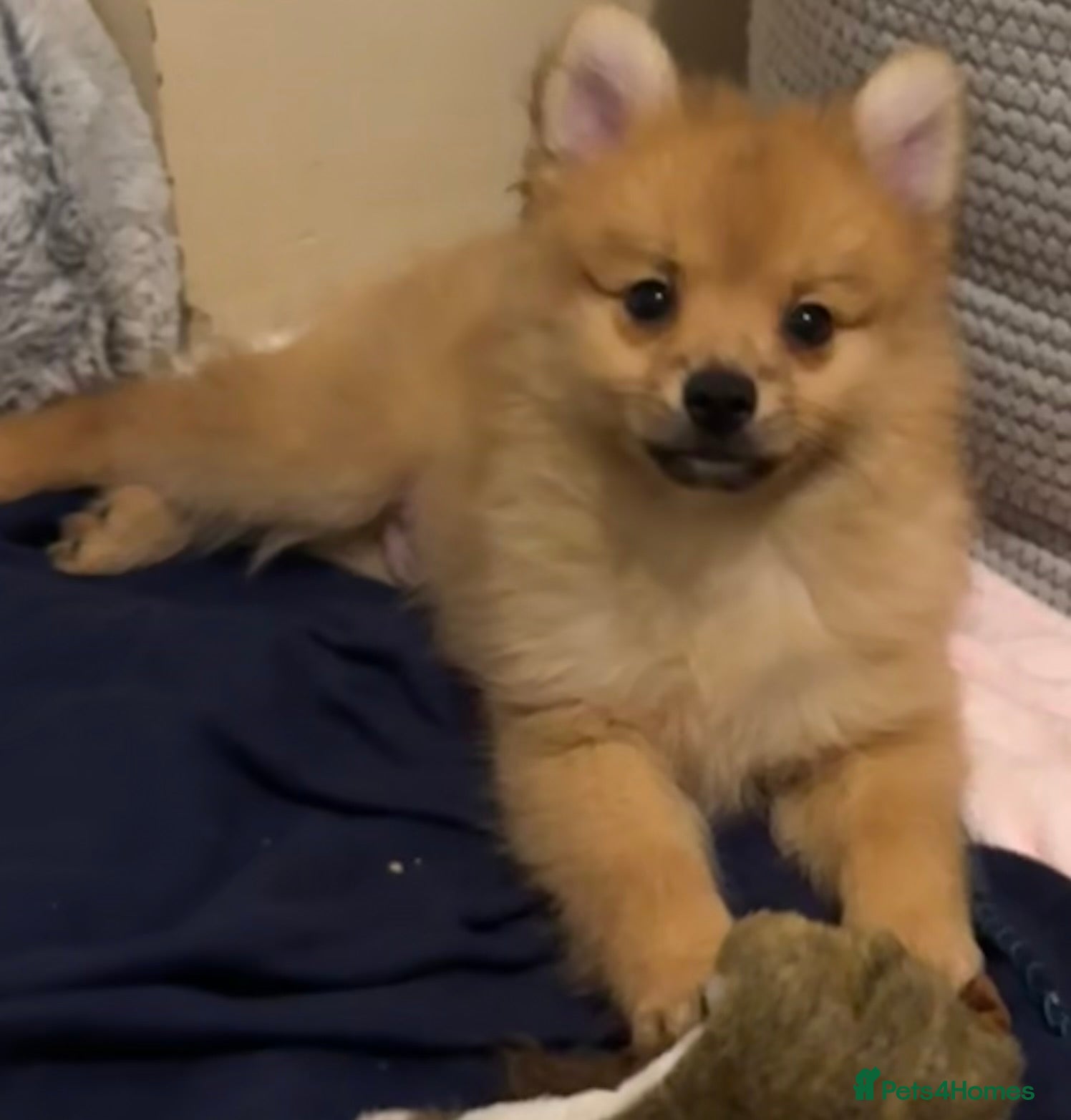 Pomeranian dogs Pomeranian puppies (Spitz) - Advert 14