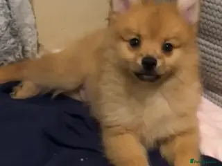 Pomeranian dogs Pomeranian puppies (Spitz) - Advert 7