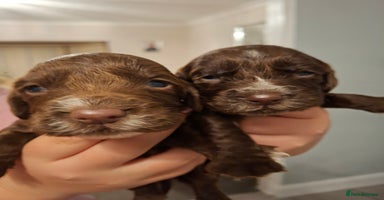 Cocker Spaniel dogs - Advert 6