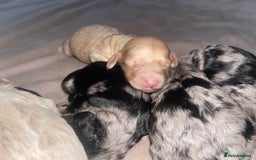 Cavapoo dogs for sale: Unique toy cavapoos 🐾   - Image 3