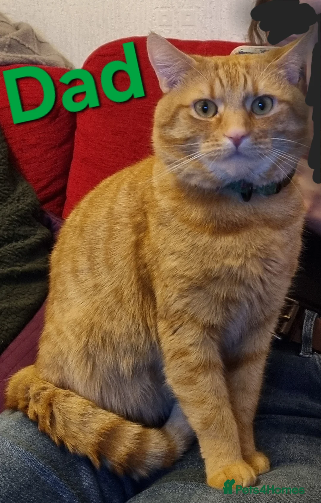 Maine Coon cats for sale: Gorgeous Maine Coon Cross BSH Kittens for Sale - Advert 7