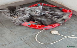 Maine Coon cats for sale: Maine coon kittens ready now - Image 9