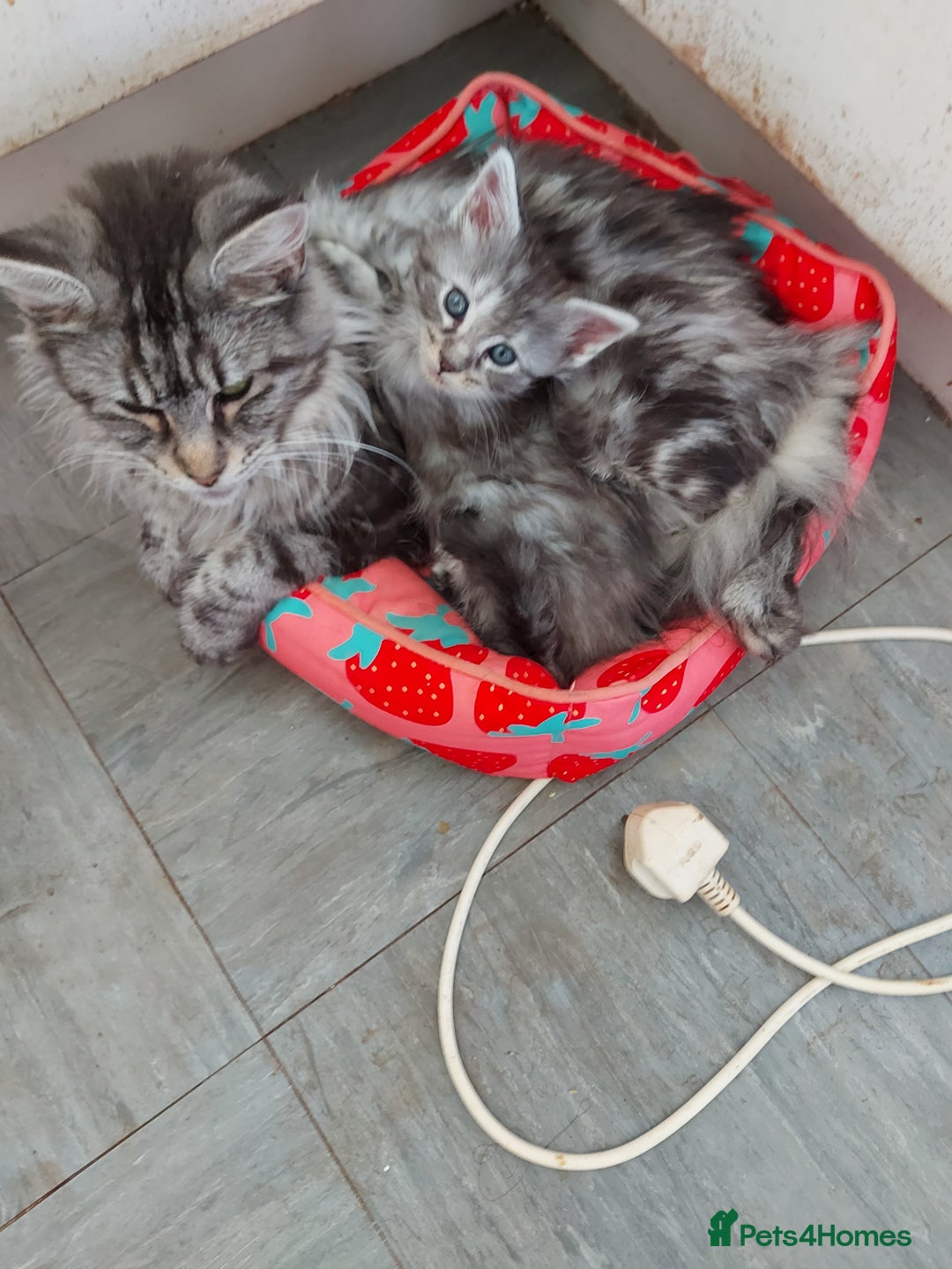 Maine Coon cats for sale: Maine coon kittens ready now - Image 9