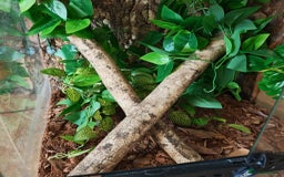 Gecko reptiles for sale: Gargoyle female with setup  - Image 4