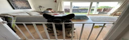 German Shepherd dogs for sale: 5yr old German shepherd looking for loving home - Advert 21