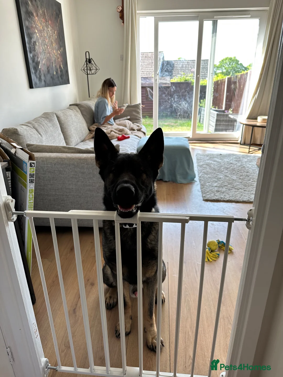 German Shepherd dogs for sale: 5yr old German shepherd looking for loving home - Advert 21