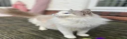 Ragdoll cats for sale: GCCF registered Bicolor kittens  in Walsall - Advert 1