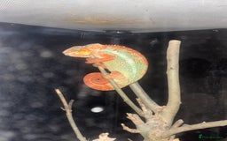 Chameleon reptiles for sale: Beautiful very tame panther chameleon  - Image 1