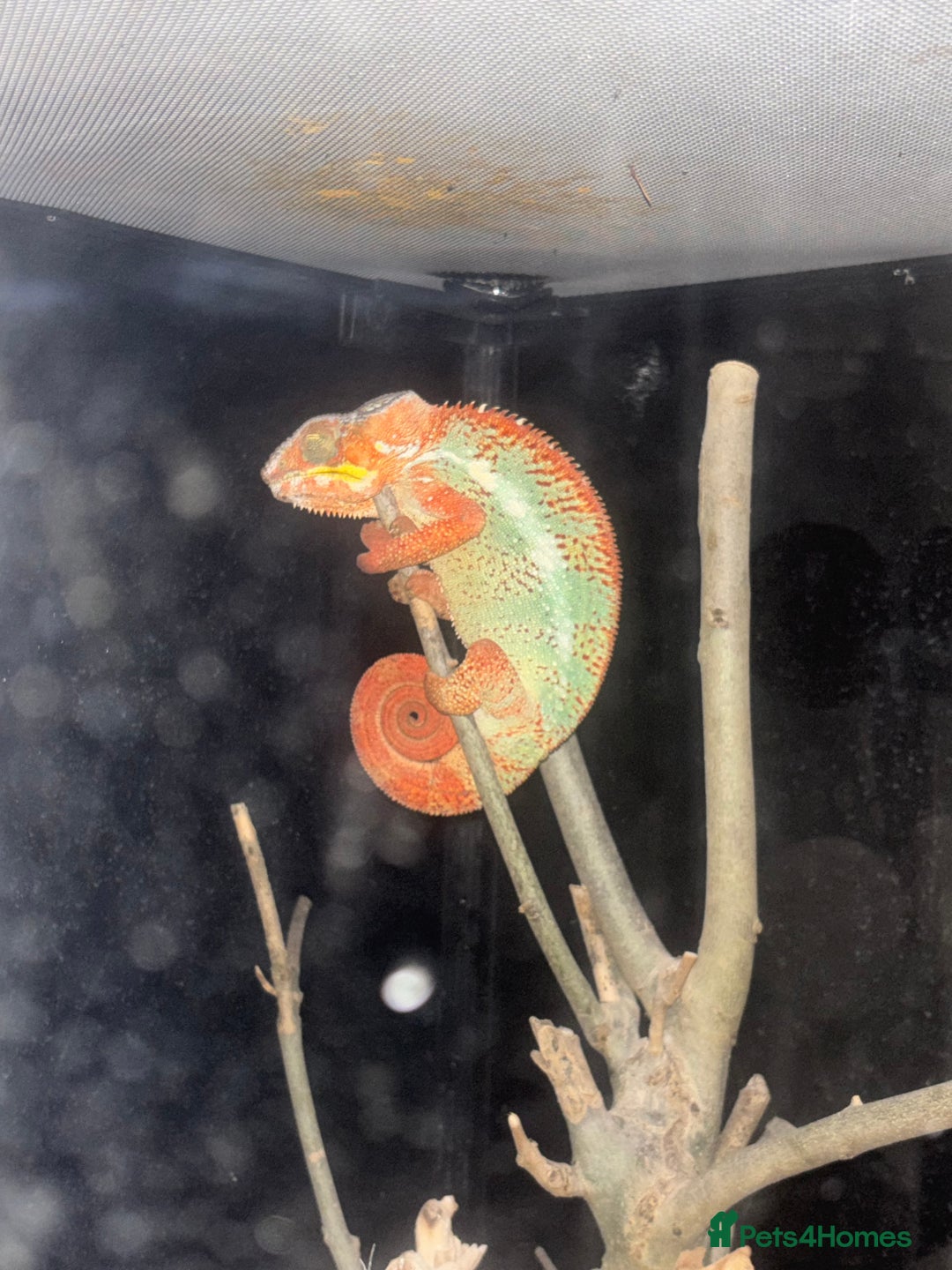 Chameleon reptiles for sale: Beautiful very tame panther chameleon  - Image 1