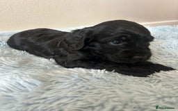 Cockapoo dogs for sale: 🖤BEAUTIFUL COCKAPOO FOR SALE🖤 - Advert 5