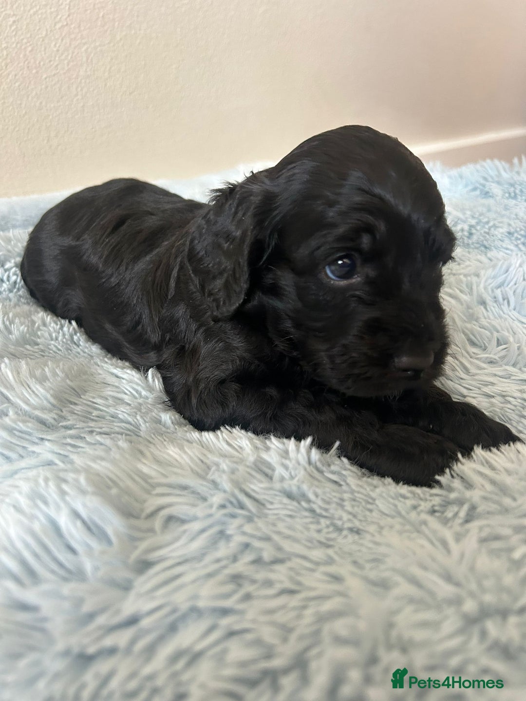Cockapoo dogs for sale: 🖤BEAUTIFUL COCKAPOO FOR SALE🖤 - Advert 5